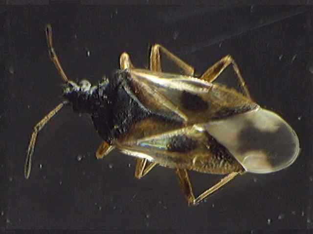 Anthocoris nemorum